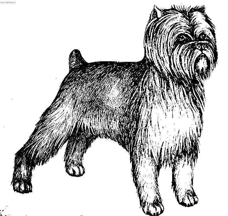Photos: Affenpinscher (Dog standard) (pictures, images)