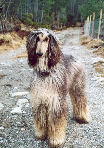 Photos: Afghan hound (Dog standard) (pictures, images)