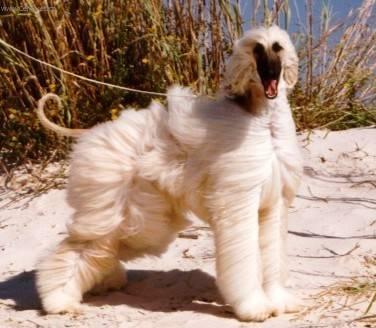Photos: Afghan hound (Dog standard) (pictures, images)