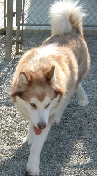 Photos: Alaskan malamute (Dog standard) (pictures, images)