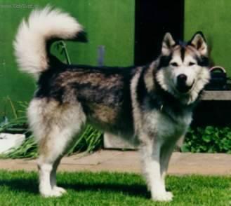 Photos: Alaskan malamute (Dog standard) (pictures, images)