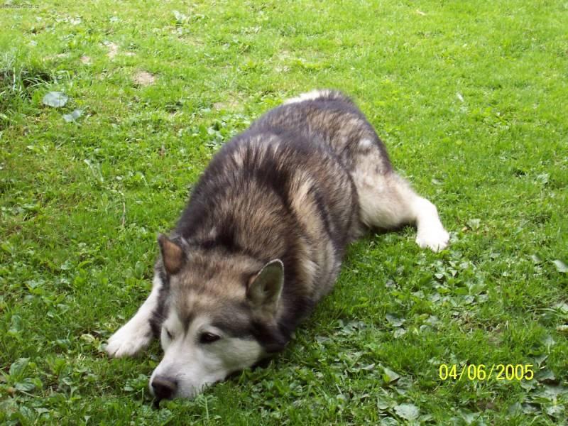Photos: Alaskan malamute (Dog standard) (pictures, images)