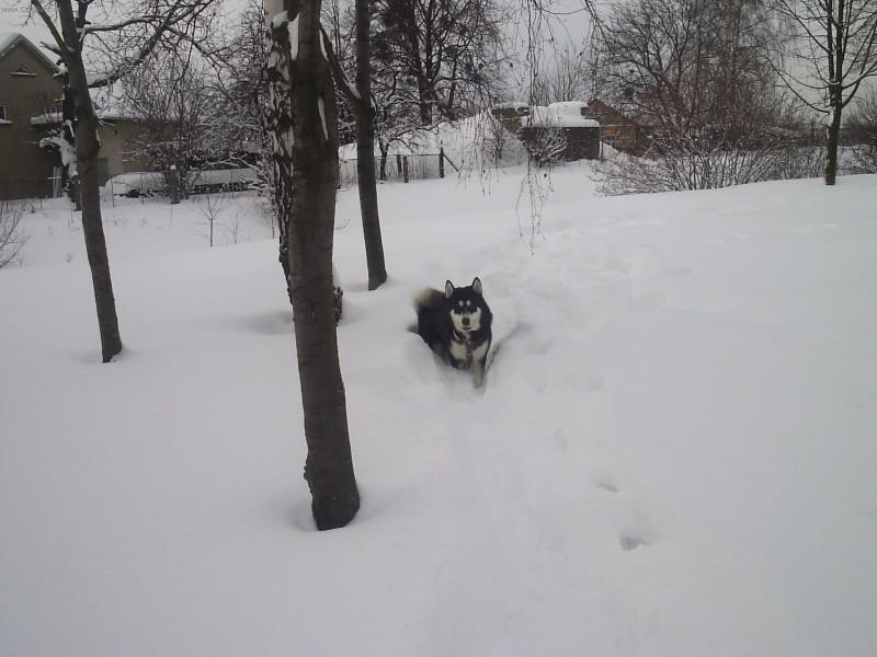 Photos: Alaskan malamute (Dog standard) (pictures, images)