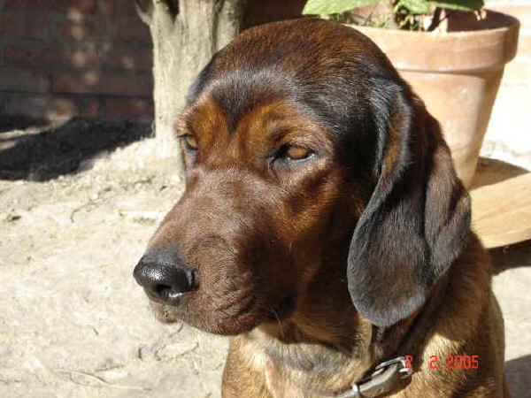 Photos: Alpine dachsbracke (Dog standard) (pictures, images)