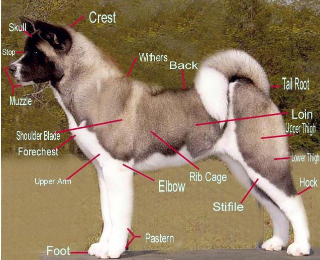 Photos: American akita (Dog standard) (pictures, images)