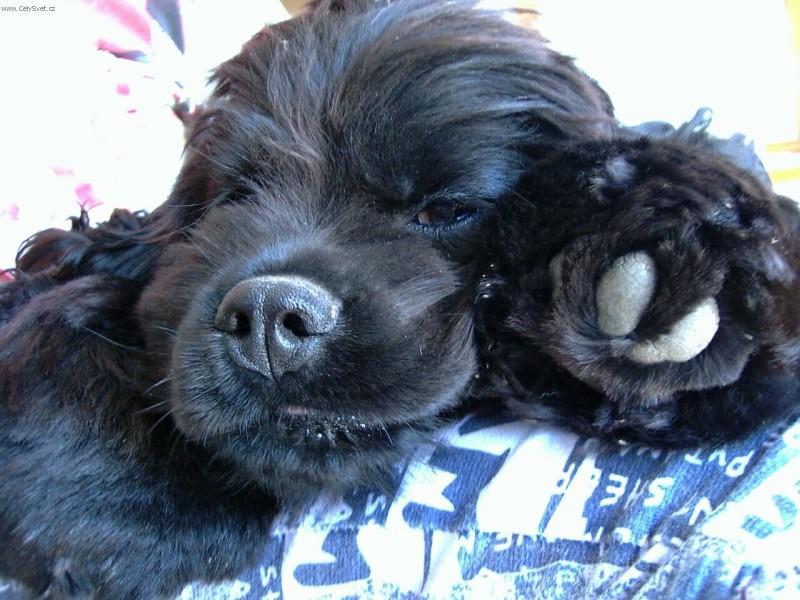 Photos: American cocker spaniel (Dog standard) (pictures, images)