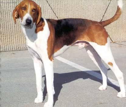 Photos: American foxhound (Dog standard) (pictures, images)