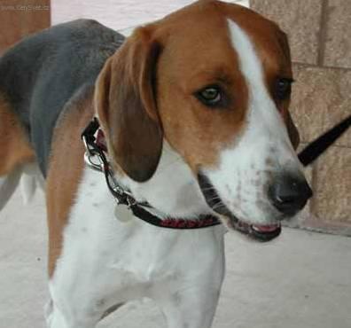 Photos: American foxhound (Dog standard) (pictures, images)
