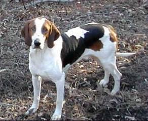 Photos: American foxhound (Dog standard) (pictures, images)