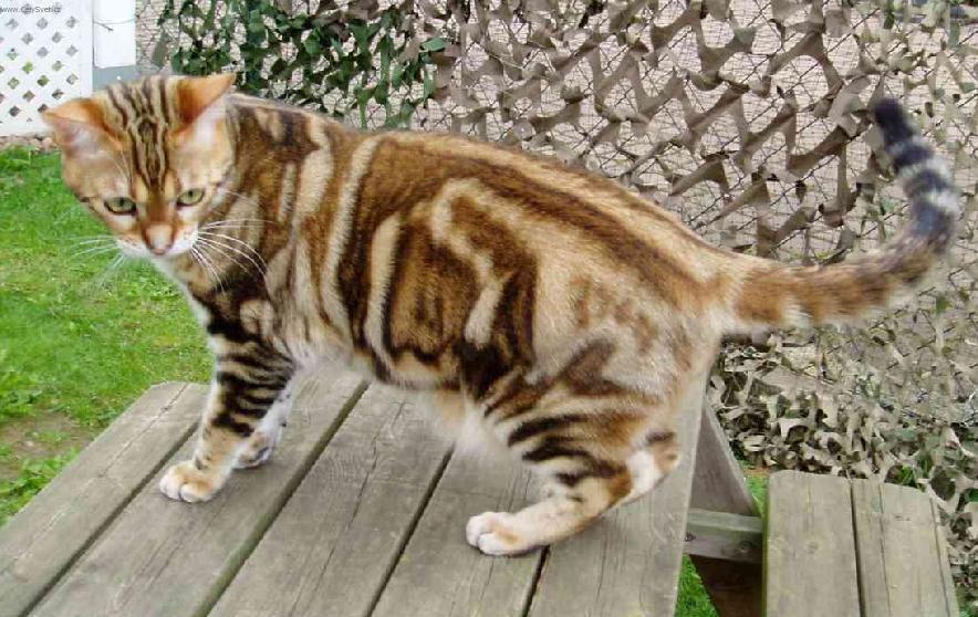 Brown Tabby American Shorthair Spay Br: D Skupin/E Russell