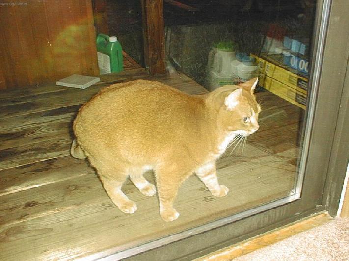 Photos: American Shorthair (Cat) (pictures, images)