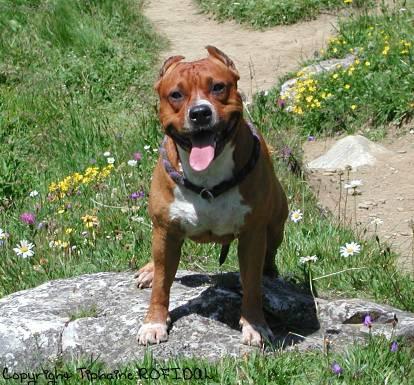 Photos: American staffordshire terrier (Dog standard) (pictures, images)