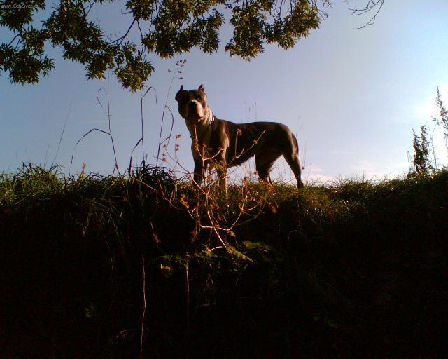 Photos: American staffordshire terrier (Dog standard) (pictures, images)
