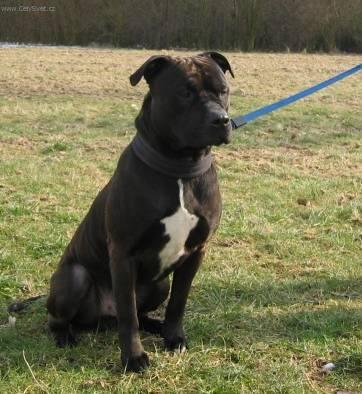 Photos: American staffordshire terrier (Dog standard) (pictures, images)