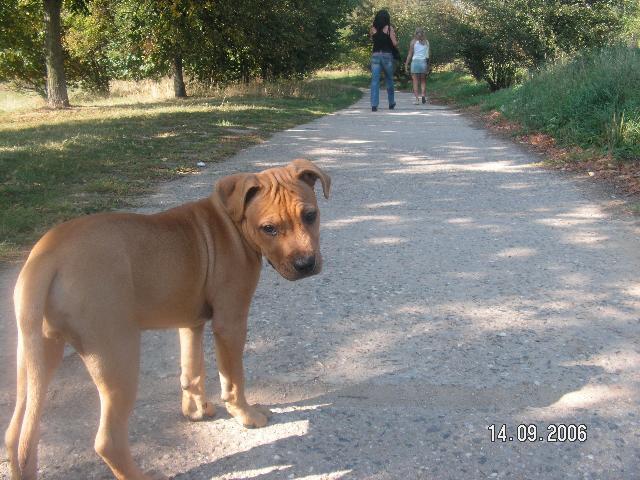 Photos: American staffordshire terrier (Dog standard) (pictures, images)