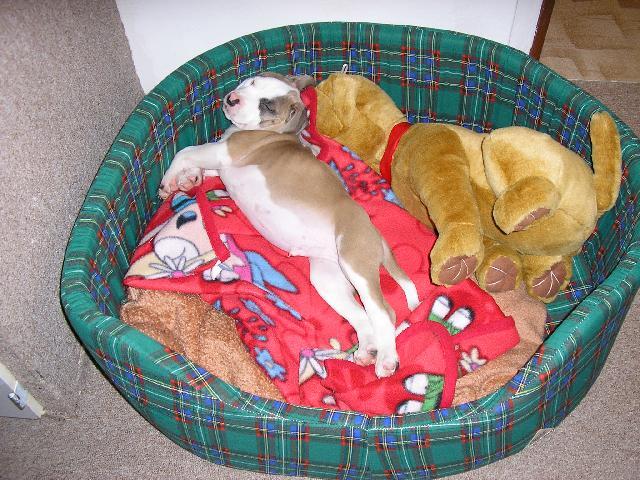 Photos: American staffordshire terrier (Dog standard) (pictures, images)