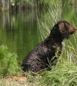 Photos: American water spaniel (Dog standard) (pictures, images)