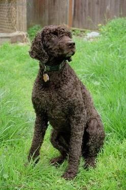 Photos: American water spaniel (Dog standard) (pictures, images)