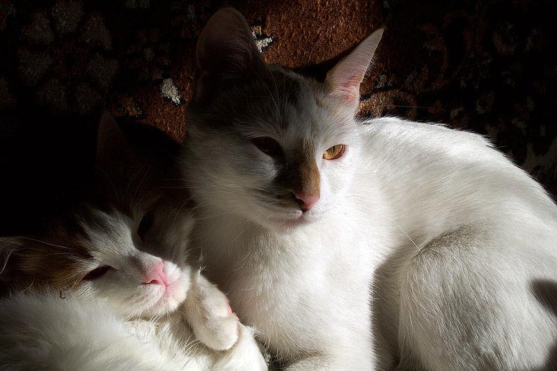Photos: Anatoli (cat) (pictures, images)