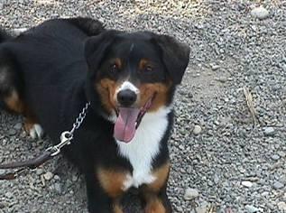 Photos: Appenzell Cattle Dog (Dog standard) (pictures, images)