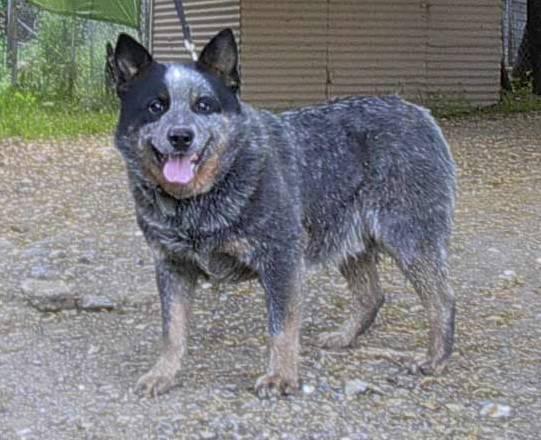 Photos: Australian cattle dog (Dog standard) (pictures, images)