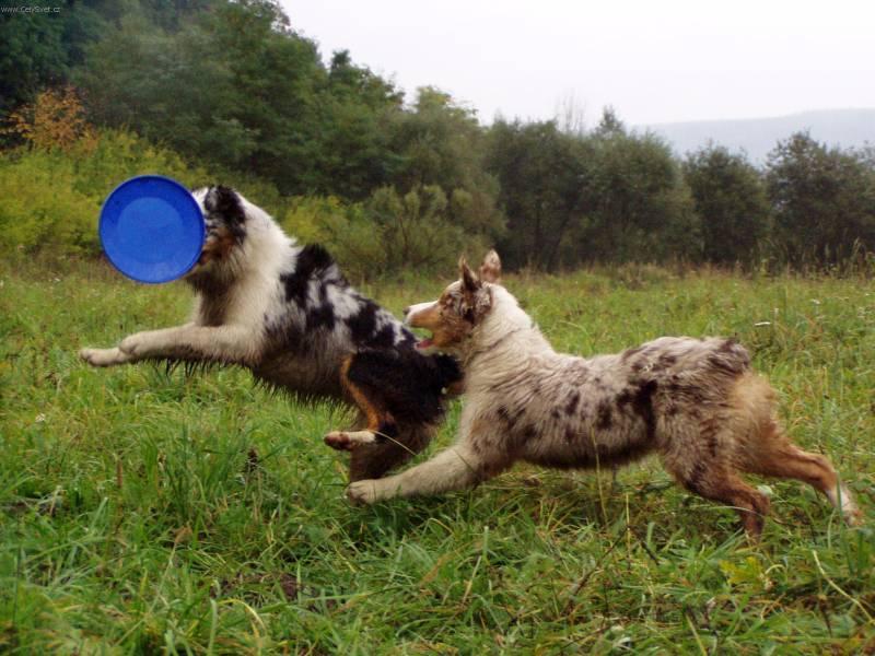 Photos: Australian shepherd (Dog standard) (pictures, images)