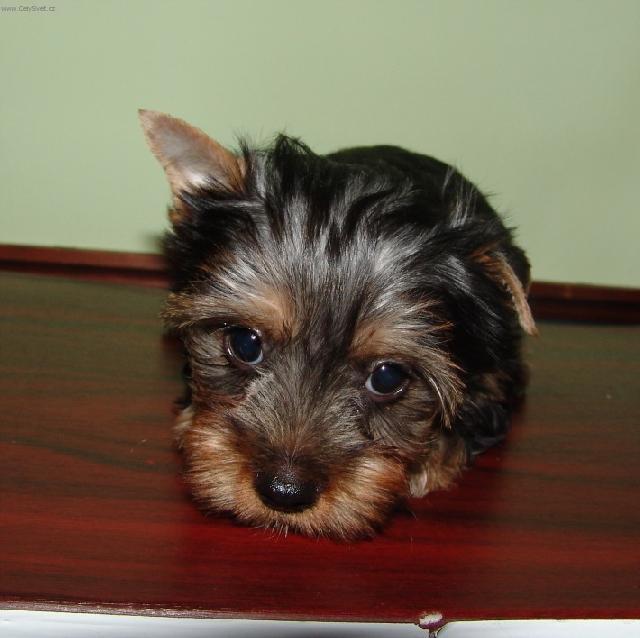 Photos: Australian silky terrier (Dog standard) (pictures, images)