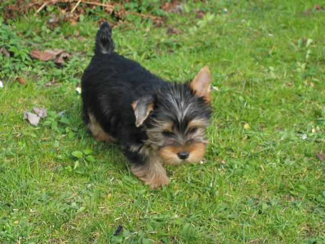 Photos: Australian silky terrier (Dog standard) (pictures, images)
