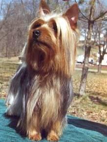 Photos: Australian terrier (Dog standard) (pictures, images)