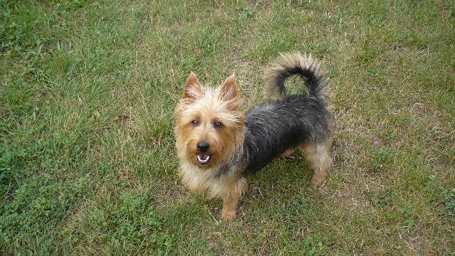 Photos: Australian terrier (Dog standard) (pictures, images)