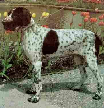 Photos: Auvergne pointer (Dog standard) (pictures, images)