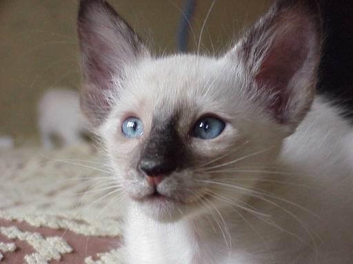 Photos: Balinese (Cat) (pictures, images)