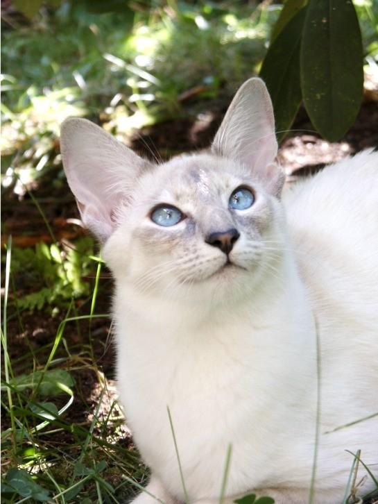 Photos: Balinese (Cat) (pictures, images)