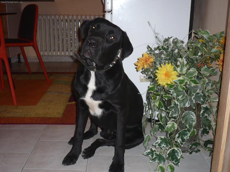 Photos: Bandog (bandogge) (pictures, images)