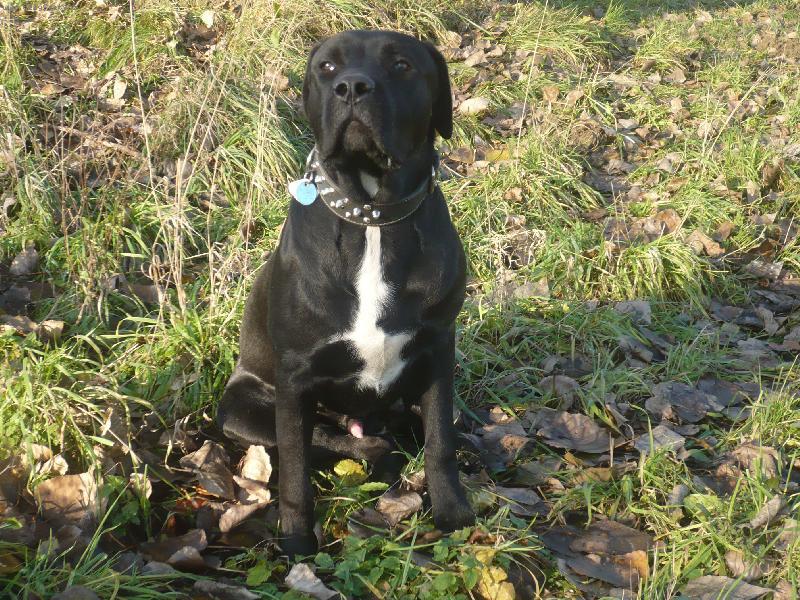 Photos: Bandog (bandogge) (pictures, images)