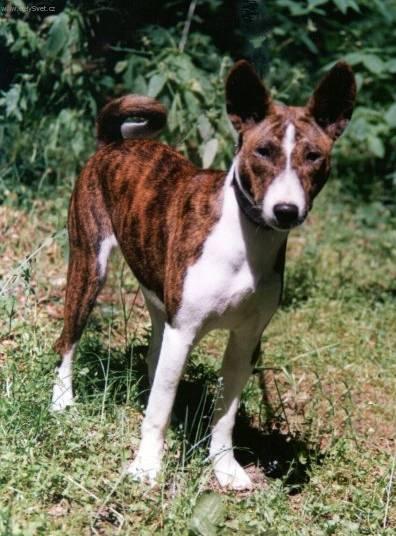 Photos: Basenji (Dog standard) (pictures, images)