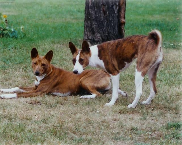 Photos: Basenji (Dog standard) (pictures, images)