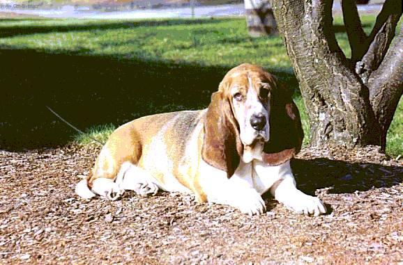 Photos: Basset hound (Dog standard) (pictures, images)