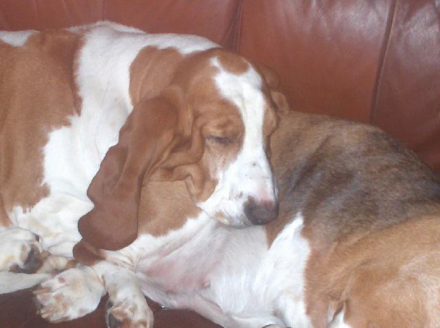 Photos: Basset hound (Dog standard) (pictures, images)