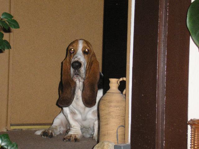 Photos: Basset hound (Dog standard) (pictures, images)
