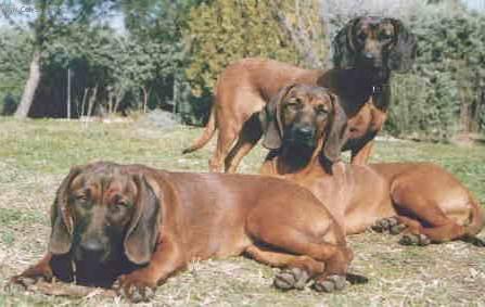 Photos: Bavarian mountain scenthound (Dog standard) (pictures, images)