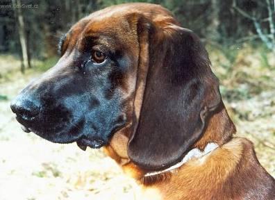 Photos: Bavarian mountain scenthound (Dog standard) (pictures, images)