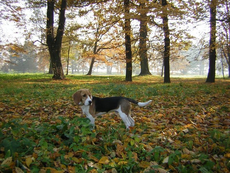 Photos: Beagle (Dog standard) (pictures, images)