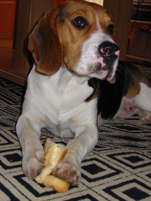 Photos: Beagle (Dog standard) (pictures, images)