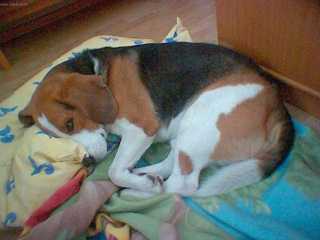 Photos: Beagle (Dog standard) (pictures, images)