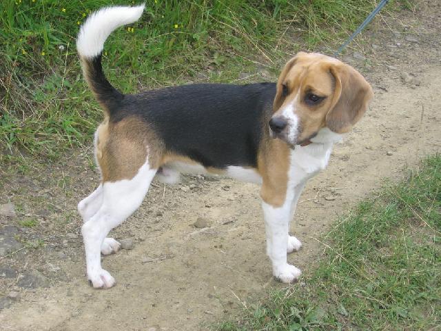 Photos: Beagle (Dog standard) (pictures, images)