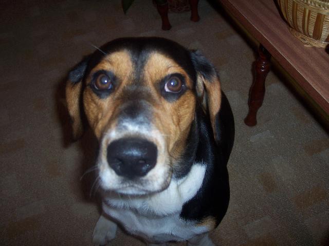 Photos: Beagle (Dog standard) (pictures, images)