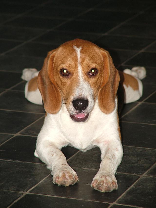 Photos: Beagle (Dog standard) (pictures, images)