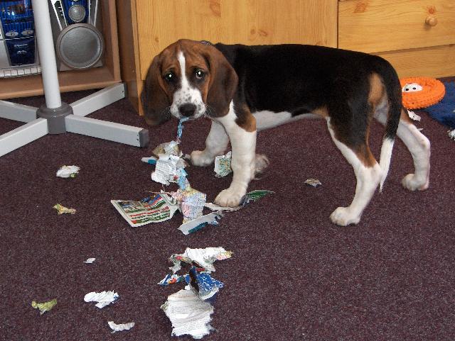 Photos: Beagle (Dog standard) (pictures, images)