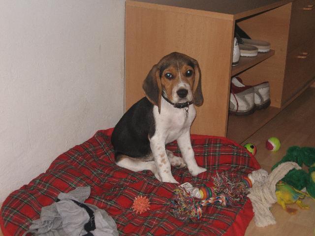 Photos: Beagle (Dog standard) (pictures, images)